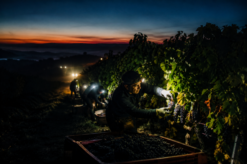 VENDEMMIA, IL CAMBIAMENTO CLIMATICO SPOSTA L’OROLOGIO NATURALE