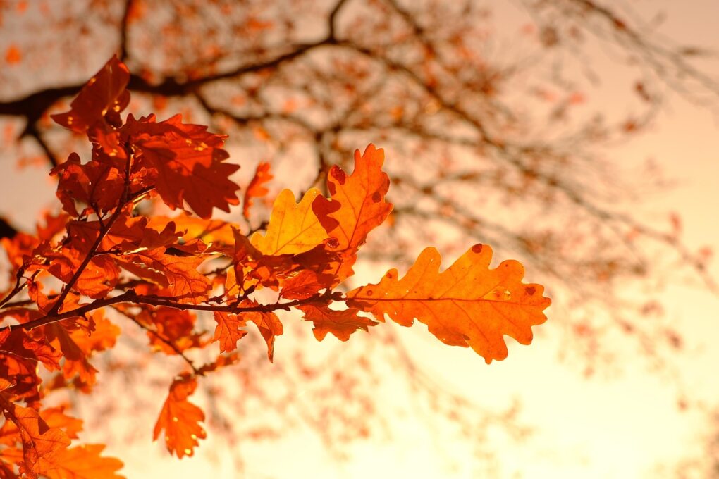 GIAPPONE. INSEGUI L’AUTUNNO !